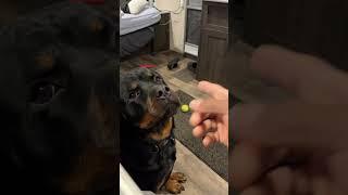 My Rottie is literally arguing with me 