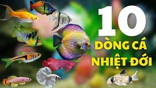 Top 10 loài cá cảnh nhiệt đới đẹp nhất - bạn không thể bỏ qua cho bể cá/bể thủy sinh của mình