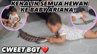 BABY ARIANA REVIEW SEMUA HEWAN2 THE GOLDEN FAMILY!