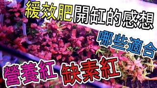 水草新手篇37 |緩效肥適合種那些水草|水草為何會脫褲子