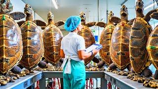 Turtle Farm - How Farmers Raise Millions of Soft shell Turtles - Processing Turtles in a Factory