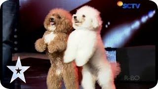 Such a Lovely Dog Acrobatic - Lovly Dog - AUDITION 5 - Indonesia's Got Talent