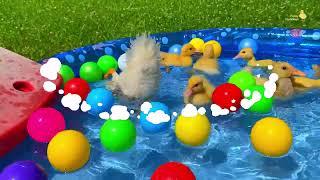 Ducklings in the pool, baby ducks, pig