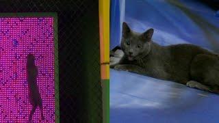 Must C Cat: Cat goes on adventure in Marlins Park