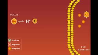 Weak Acids And Bases