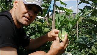 GROW ZUCCHINI AT HOME also in pots grow zucchini at home zucchini plants