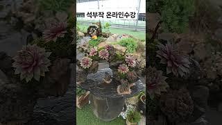 바위솔 석부작 쉽게 배우세요 #바위솔 #용설 #석부작