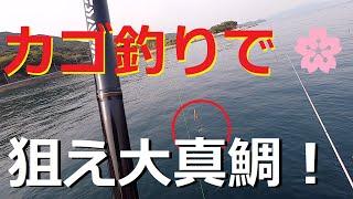 カゴ釣りで狙え大マダイ！海釣り公園でまさかの・・？