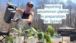 Repotting Uncommon Plants - Spring is here! | URBAN FARMBOYS