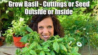 How to Grow Basil from Cuttings and Seed - Outside (Warm Weather) or Inside (Cold Weather)