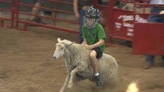 Mutton Busting | Iowa State Fair 2012