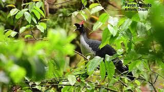 Mexico es... nuestras aves