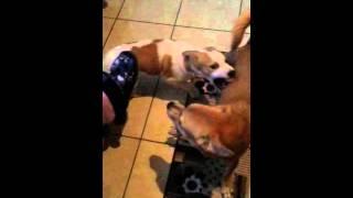 Slow Motion Dogs playing not fighting