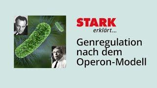 Genregulation nach dem Operon-Modell | STARK erklärt