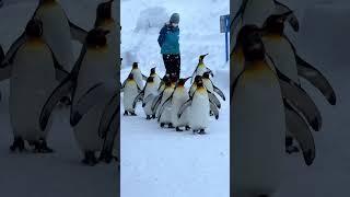 Hokkaido Penguin walk