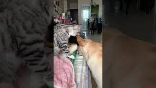 Бесстрашные #котики #рек #pets #funny