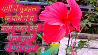 How to care Hibiscus  plant in summer season