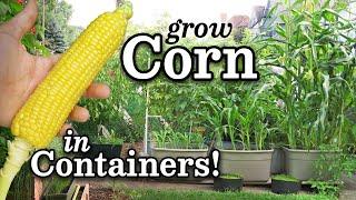 How to Grow Corn (NON-GMO) in SIP Self-Watering Containers (wicking totes) -Urban Garden Style!