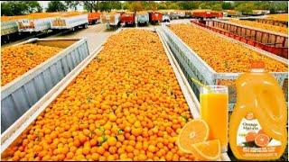 How Orange Juice Is Made In Factory   Fresh Orange Juice Factory Process 4