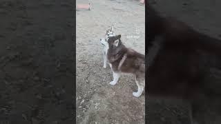 Жизнь с Хаски  #husky #собака #siberianhusky #huskylife #puppy