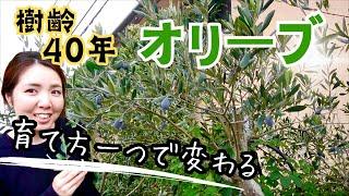 オリーブを育てるために必要なポイント　オリーブの実　樹形を整える　【ガーデニング】開花園チャンネル