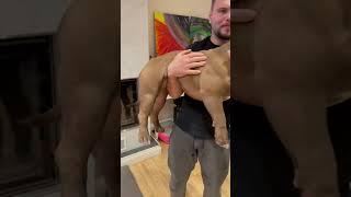 К нам приехал Грызли) Американский булли покет заэкзоченный. Супер крови За покупкой +79807427894