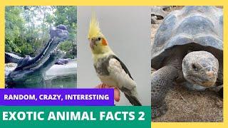 Random, CRAZY, Interesting Exotic Animal Facts - By a Veterinarian