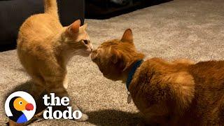 Woman Brings Home Stray Ginger Cat — And Her Other Cat Fall Deeply In Love | The Dodo