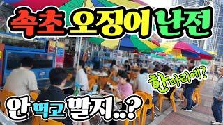 속초 오징어 난전 어시장 세상에 왜 먹을까? 한마리에 가격 미쳤다! 진짜 놀라지 마세요! korean fish market channel