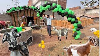 Goat Competition Ki Tiyariyan Shuro