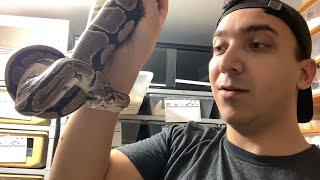 Ball Pythons - King of the Industry