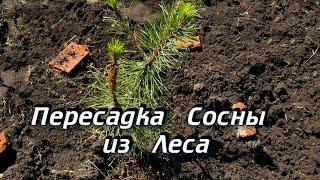 Посадка Сосны из Леса - Пересадка Сосны - Посадка Сосны