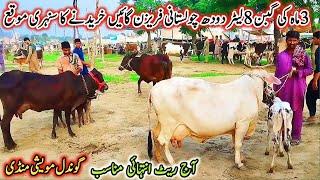 26-08-2024 imported and Cross Low Prices MilkingCows Latest Rate on Gondal Mandi!Gondal Mandi!#cows