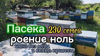 Май с мёдом, июнь без мёда и опять привесы. Пасека 230 семей, роение ноль.