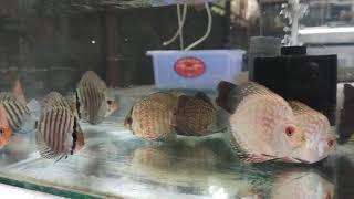 Discus Farm Kerala - Imported Discus Wholesale and Retail Krishna Aqua Farm Pathanamthitta