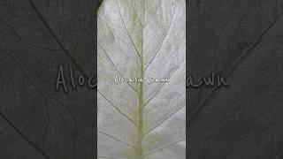 #alocasiadawn #alocasia #houseplants #plants #variegatedalocasia #variegated