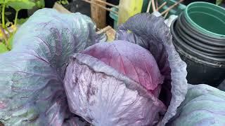 It went so well!!  The results of my early Red Drumhead cabbage trails