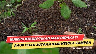 Sukses Budidaya Maggot Setelah Resign dari Migas, Dari Sampah Jadi Sumber Rejeki