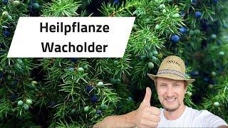 Heilpflanze Wacholder - Ausflug im Wald