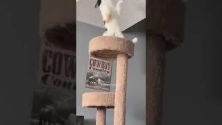 #funny #catlov #catcare #funnyshorts #cat #mustlovecats #cathealth #pets #catslover #catlove