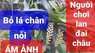 Lan đai châu: NGUYÊN NHÂN và cách KHẮC PHỤC hiện tượng vàng và rụng lá chân