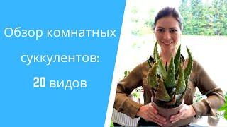 Как разместить 40 суккулентов на 3х метровом подоконнике? Обзор 40 видов и советы по уходу