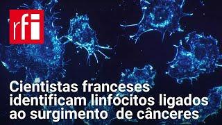 Cientistas franceses  identificam linfócitos ligados ao surgimento  de cânceres • RFI Brasil