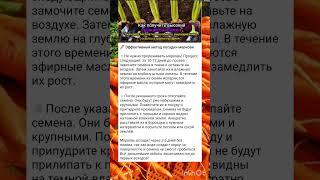 эффективный метод посадки моркови.