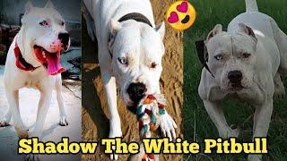 Shadow the White Pitbull  |  Cheapest Dog Market in Delhi | Cheap Price Pitbull puppies in Delhi  ️