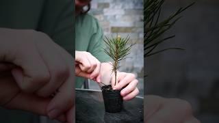 How to Shape a Bonsai Seedling(Japanese Black Pine)