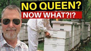 Beekeeping | What Do You Do When Your Queen Is Gone?