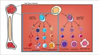 Leukemia - Overview