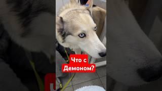 Что с волкособом Демоном  #собака #волк #волкособ