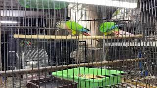 SHIVAJINAGARA BIRDS AND FISH MARKET | Cheapest Price | Exotic pet shop in Bangalore | Exotic birds